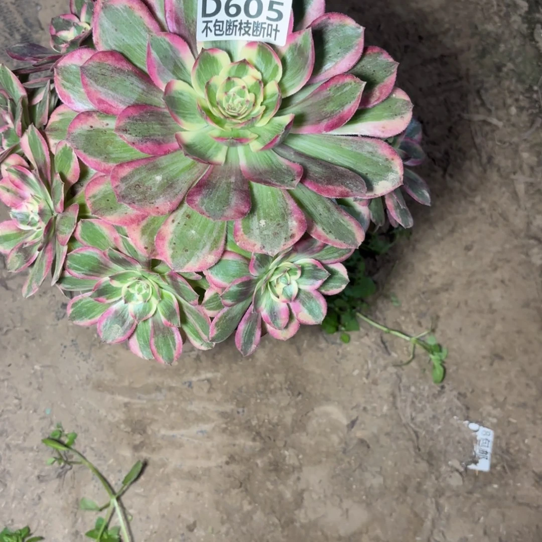 M. 605云和多肉1，baeee