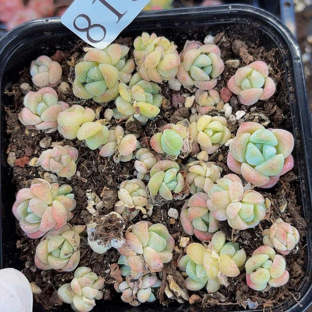 多肉植物多肉植物819