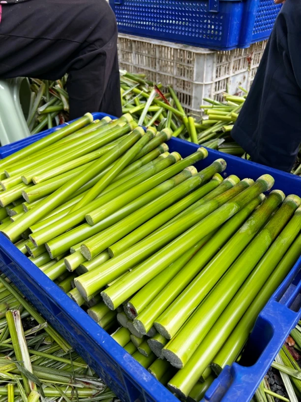 崇明岛本地甜芦粟