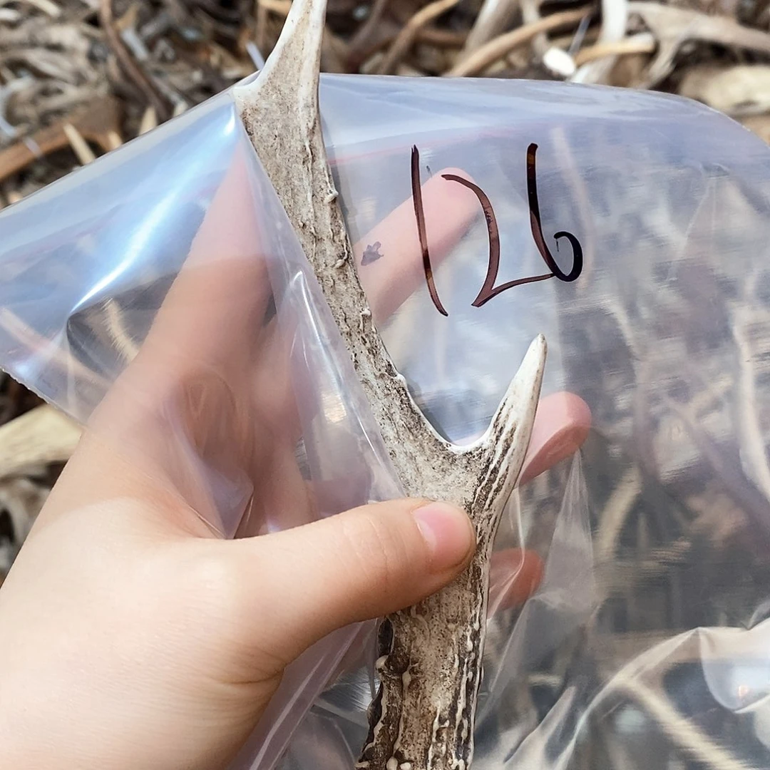 鹿角鹿角鹿角鹿面鹿角