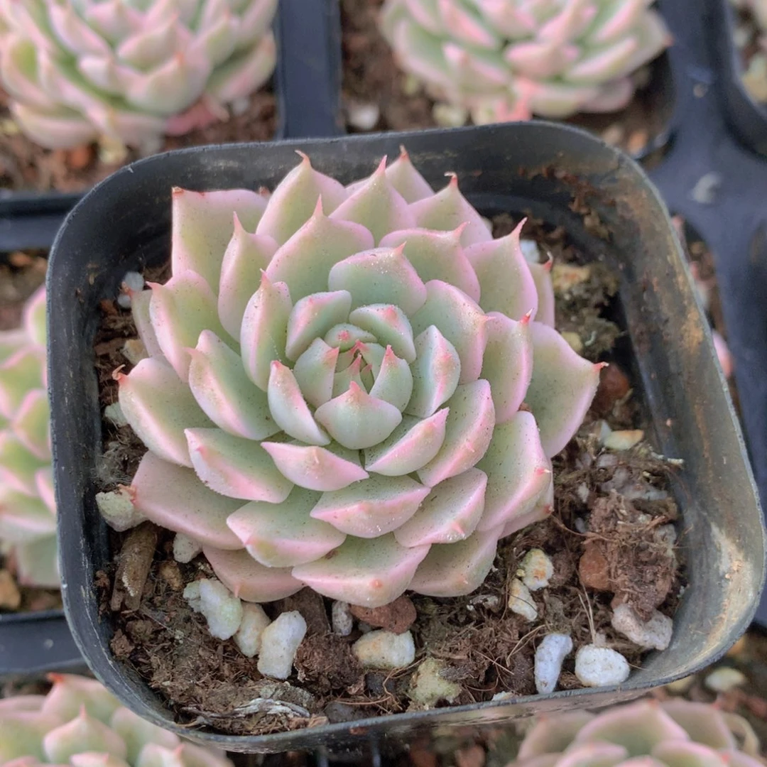 玛格丽特锦多肉植物