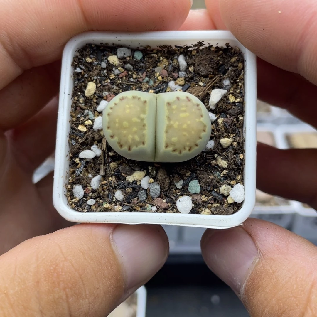 00000000000000000624