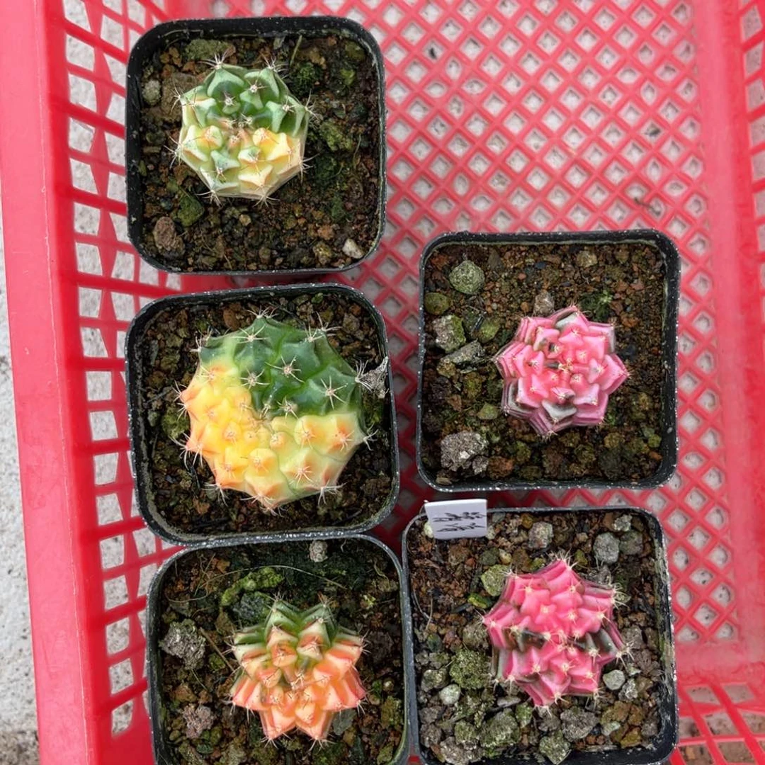 清*实生米哈球自播苗哈哈