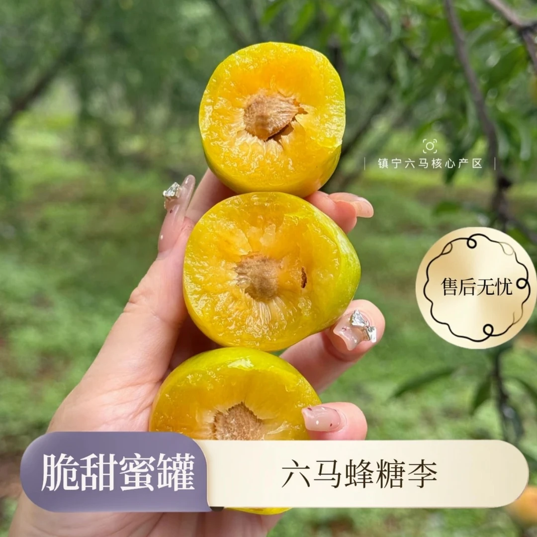 【贵州六马蜂糖李】次日达 特大果正宗六马蜂糖李 青皮黄肉 (2/4斤)李子同城送贵州省