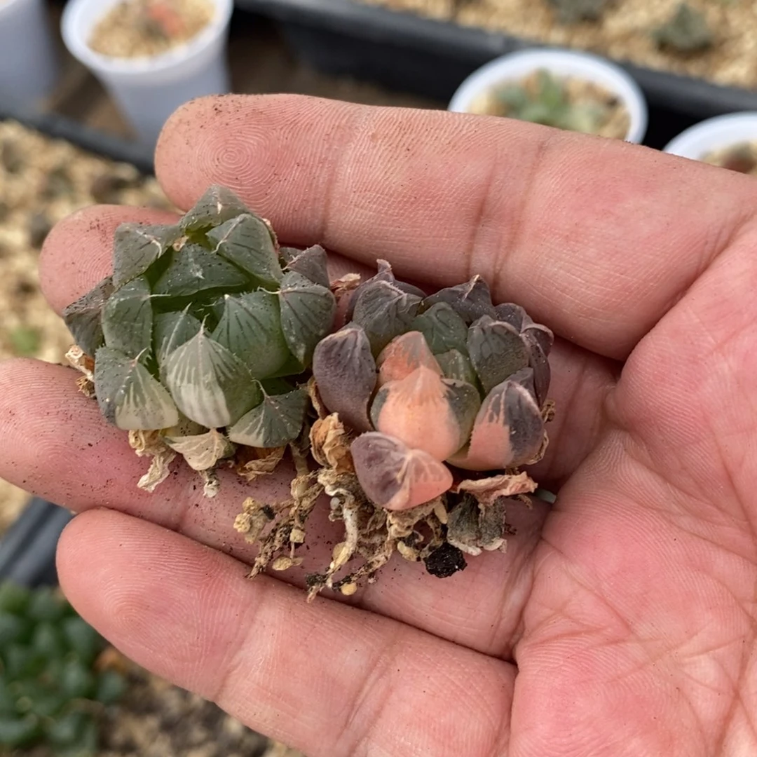 P***云135 两颗雨露锦。超级福利