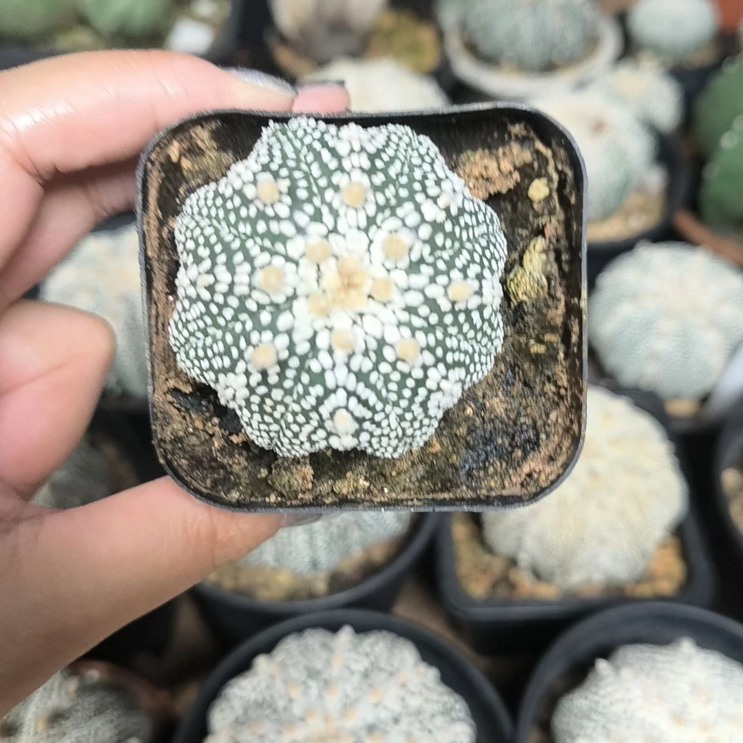 奇迹4.7一物一拍脱土发货