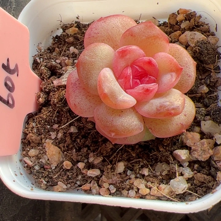 605 精品糖心，一物一拍，尺寸不大介意勿拍