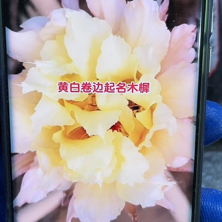 木樨侧芽歪4-5公分满18包邮