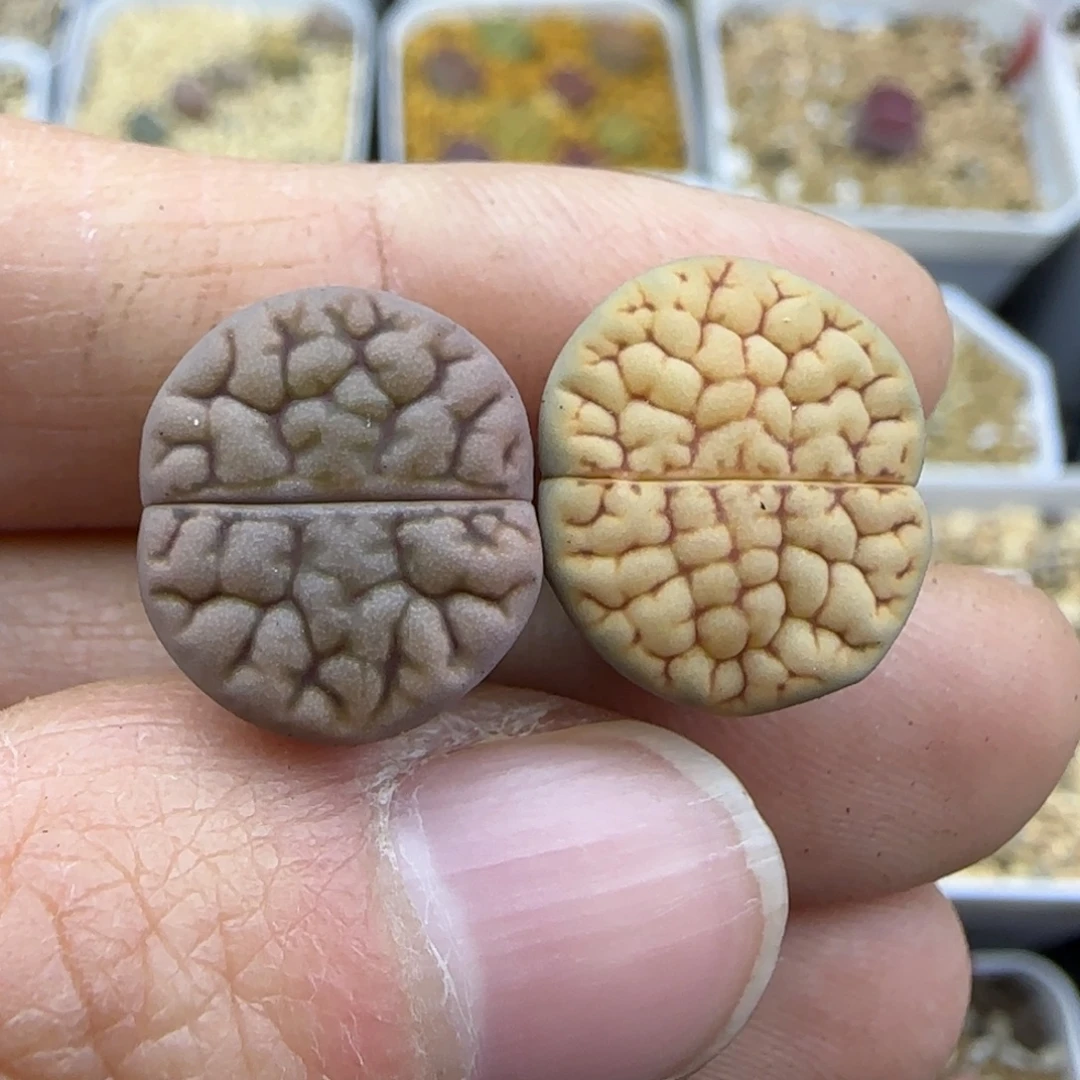 412 清框福利30包邮