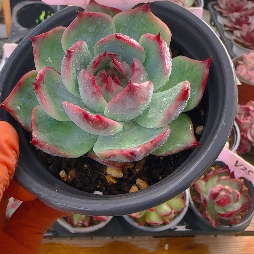 Ⅰ****瑶V4 惊鸿仙子多肉植物