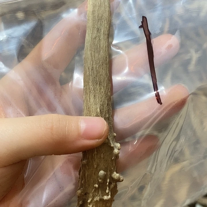 大理石磁石鹿角鹿角鹿角鹿角鹿角
