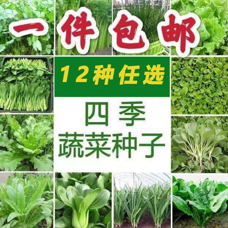12种蔬菜种子套餐四季易种菜种子阳台盆栽庭院夏秋冬季有机菜种籽