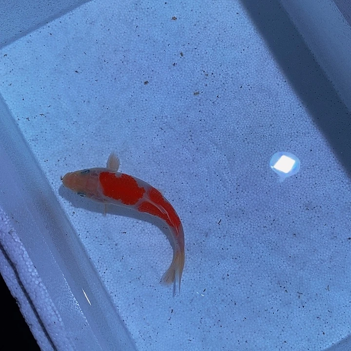 锦鲤锦鲤活鱼开箱包活