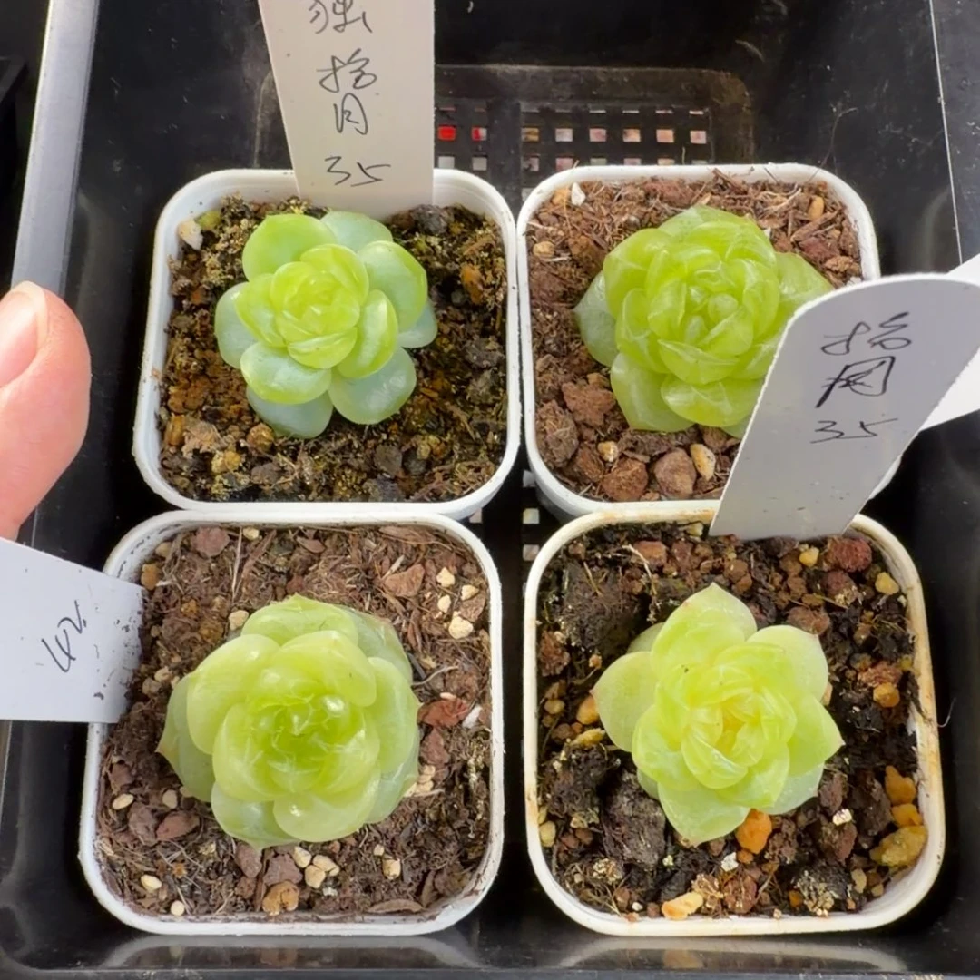 孤***月拾月四颗一组包邮