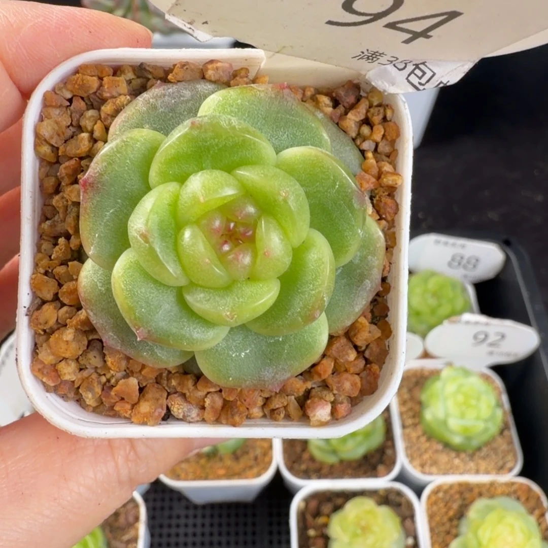 珍妮优选单头94号