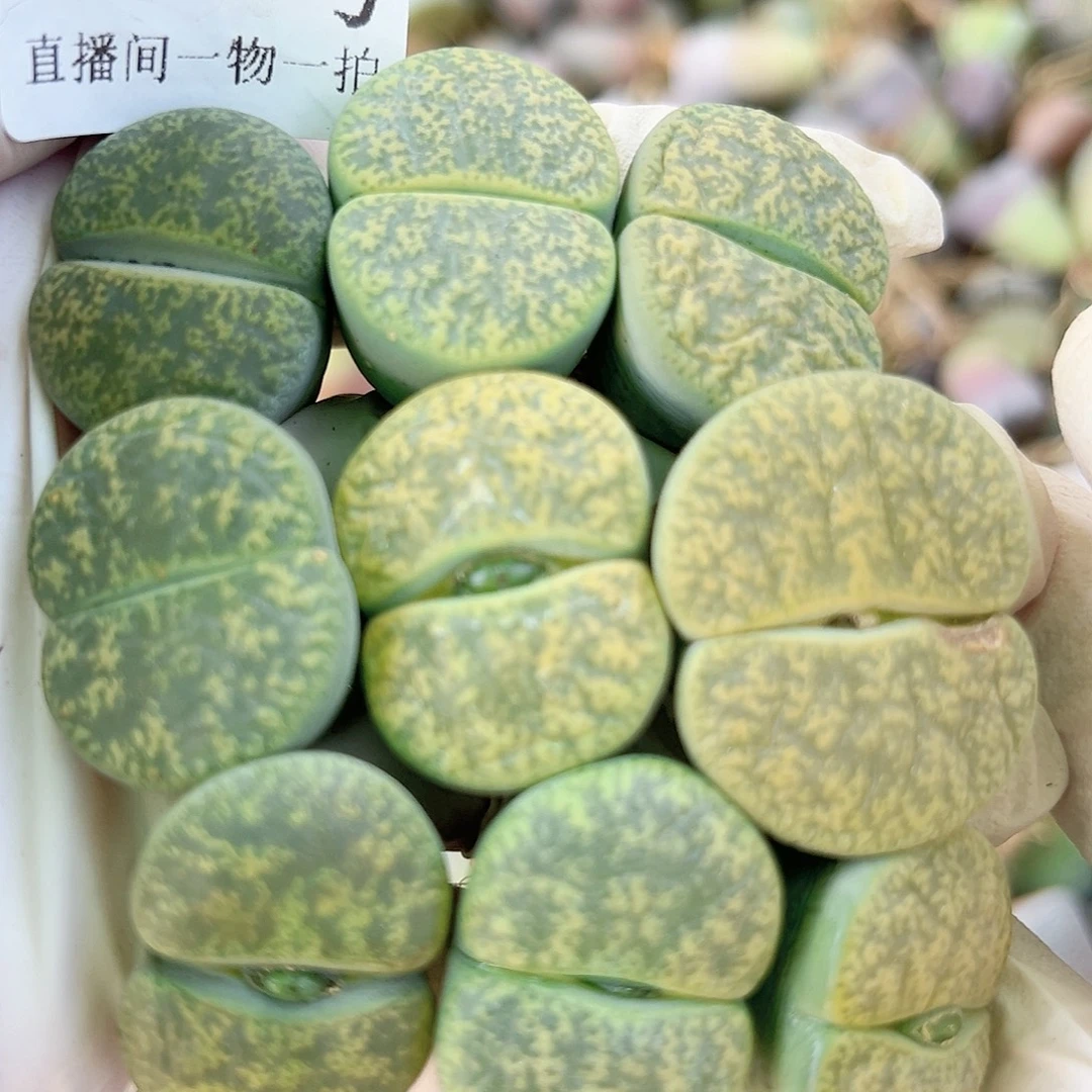 8789 好养易活生石花大母本9个