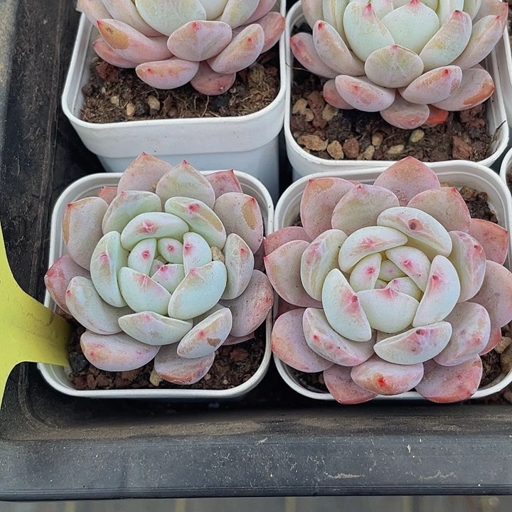 单头仙女橙带盆土