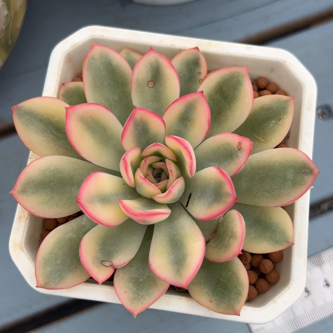 A***索雨燕座锦，白锦宽覆轮锦（叶子有伤）