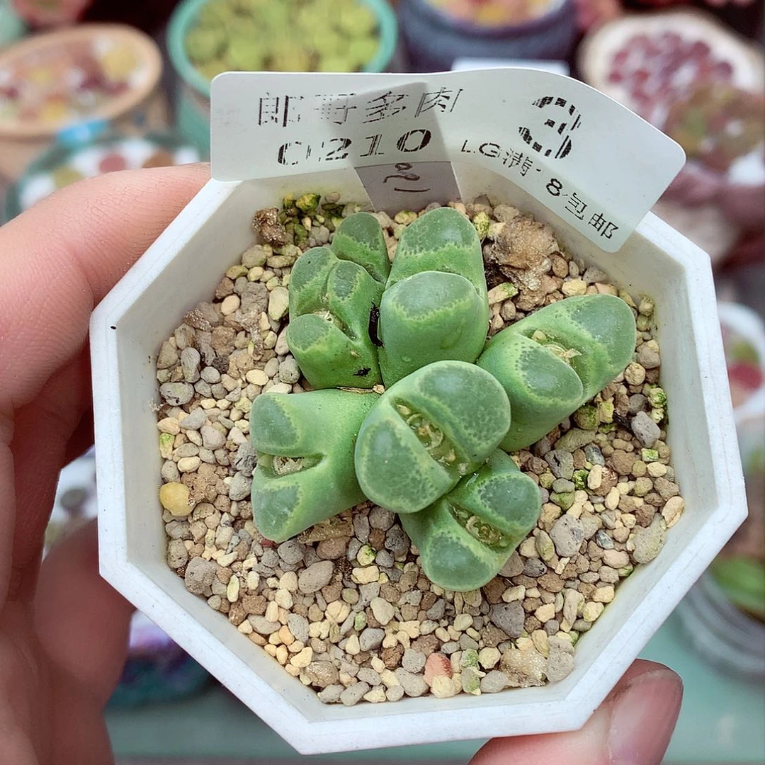 郎哥多肉生石花10-3