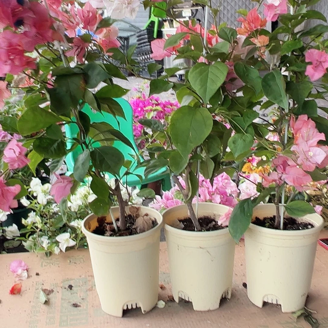 大部分花苞少量开放橙口红带竹一颗