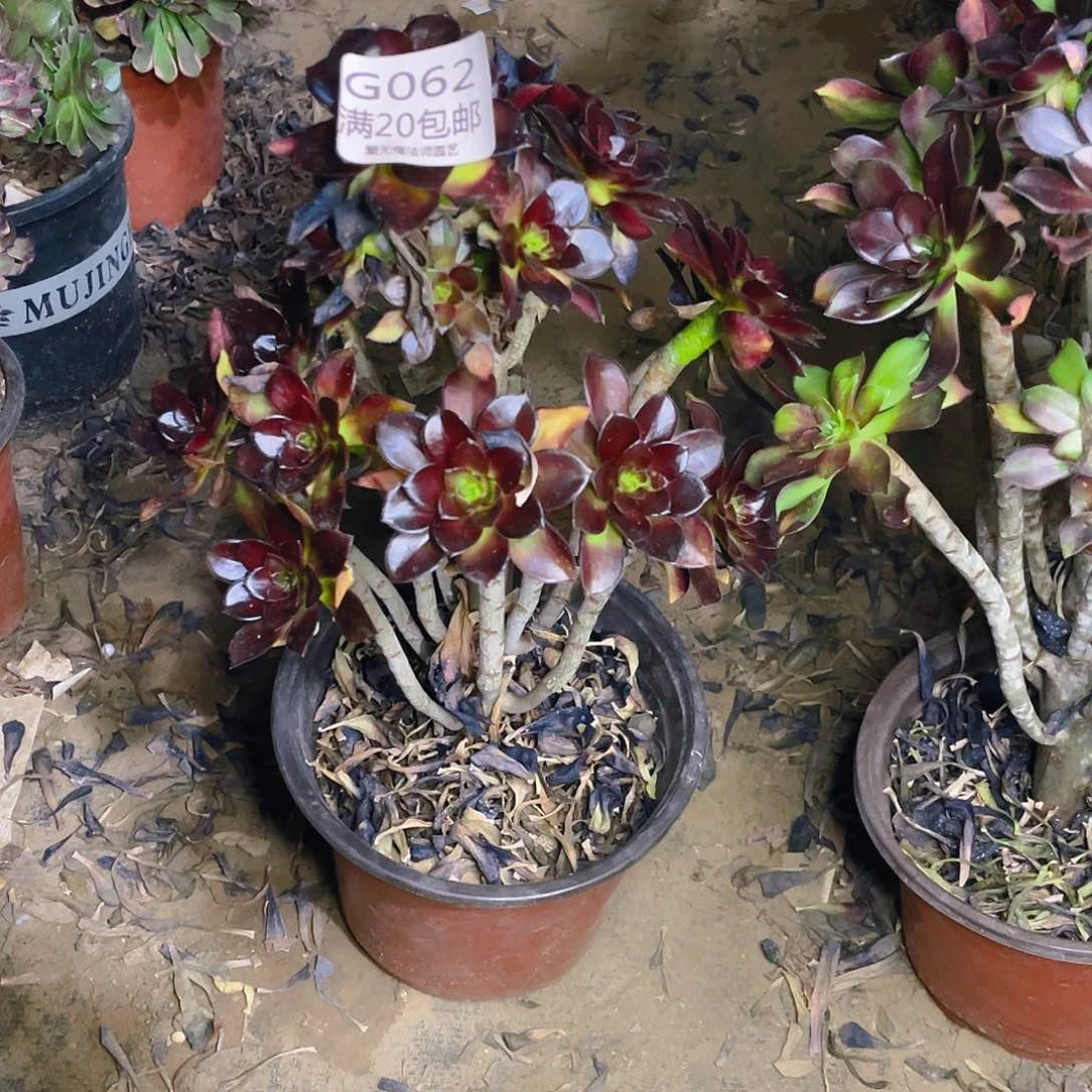 62黑法师多肉小损不包