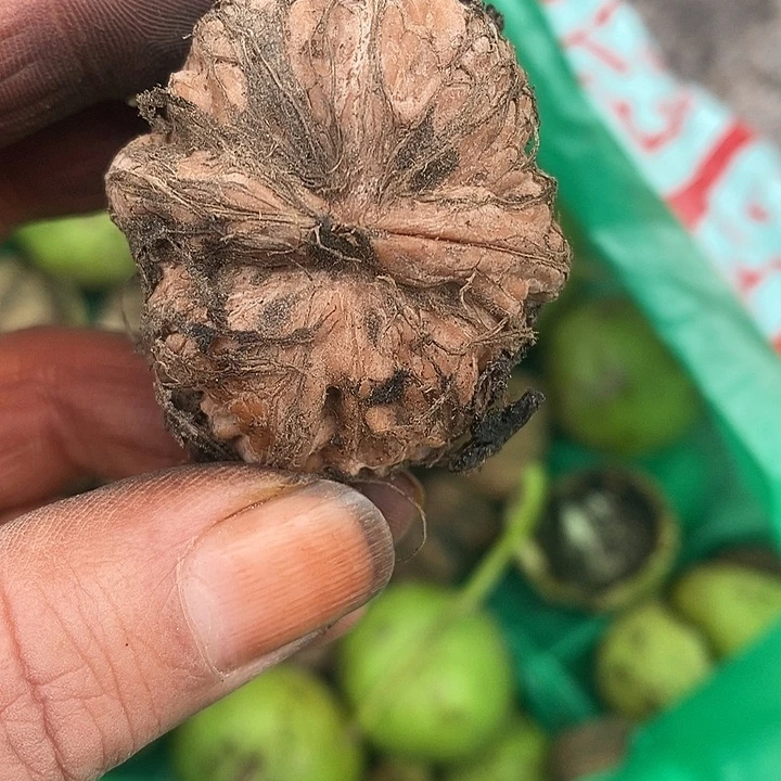青皮核桃文玩狮子头