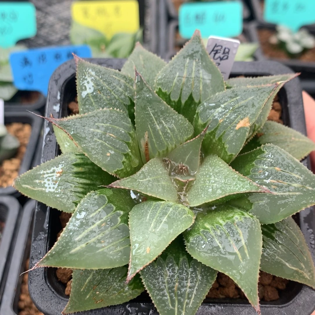 铝之星一物一拍带盆