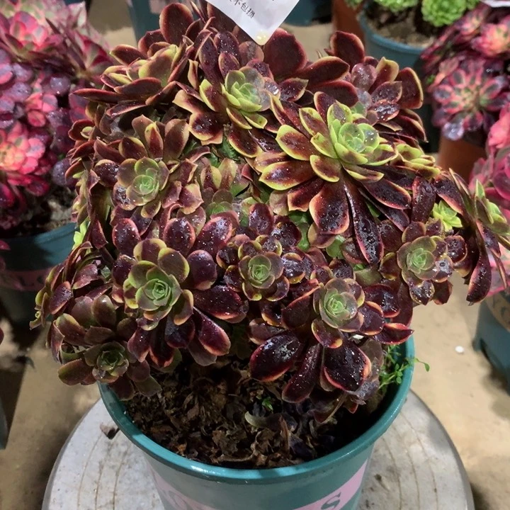 782欧嘉莉多肉植物