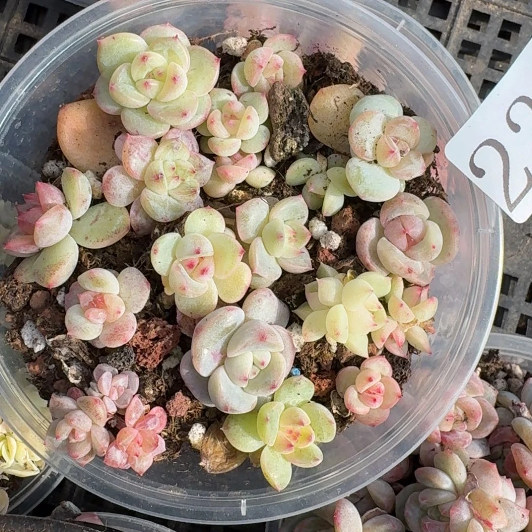 多肉植物多肉植物228