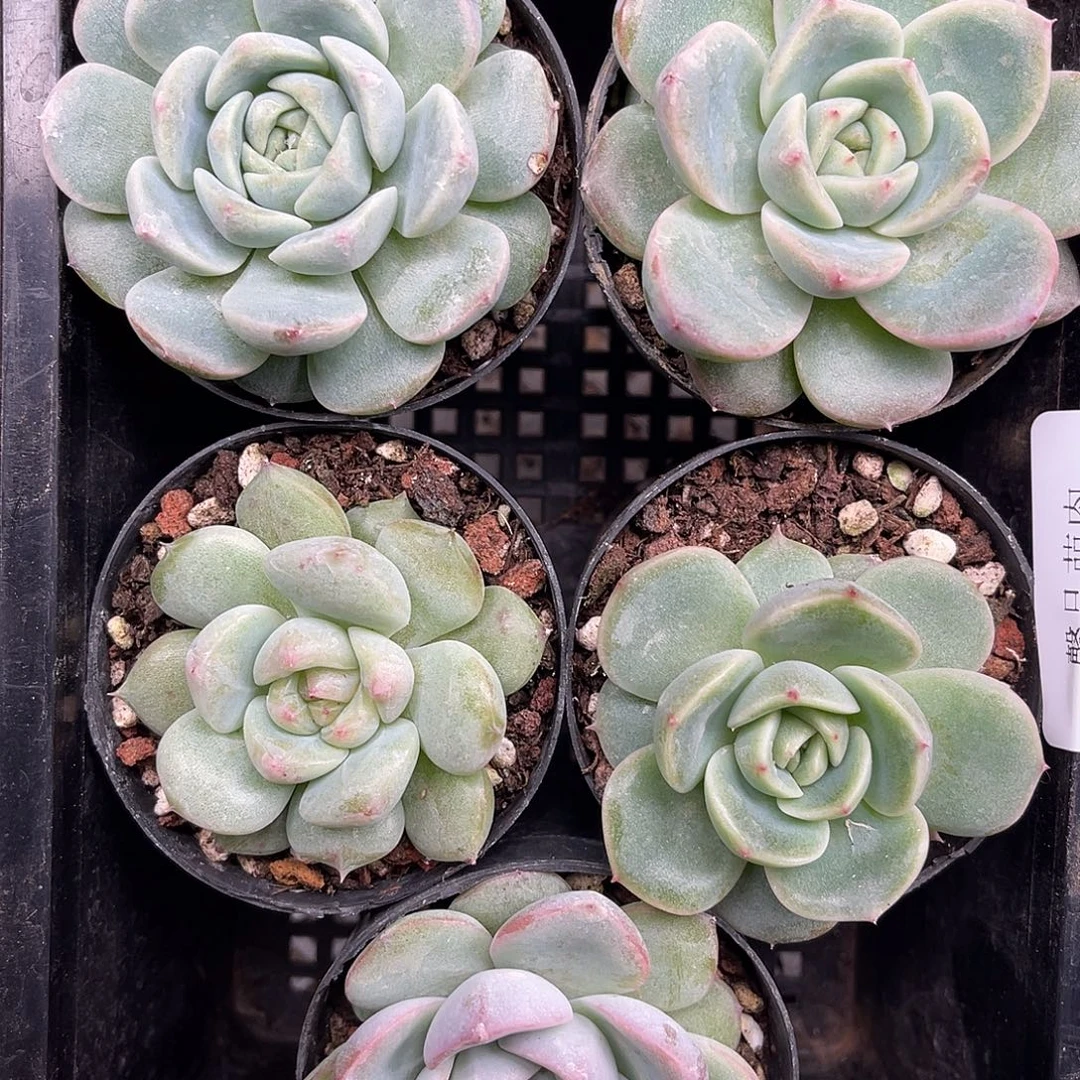 多肉一物一拍11-82