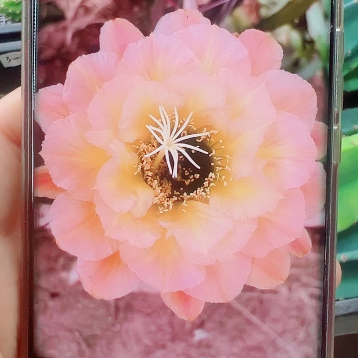 毛花柱3-61侧芽拍一发二