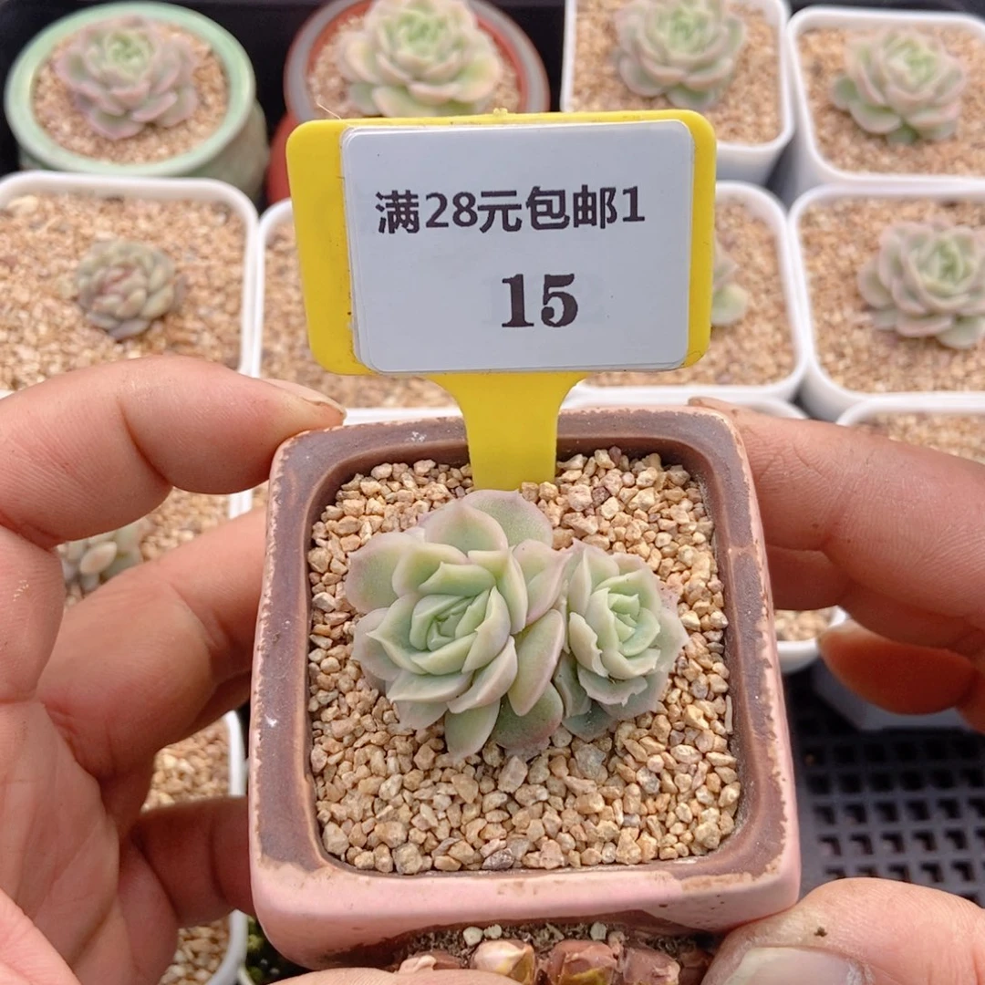 115水晶虾饺多肉植物……