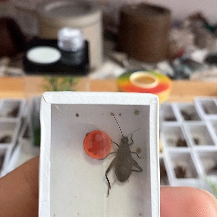 端午福利高山一个