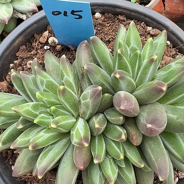 桔云多肉美人系列015