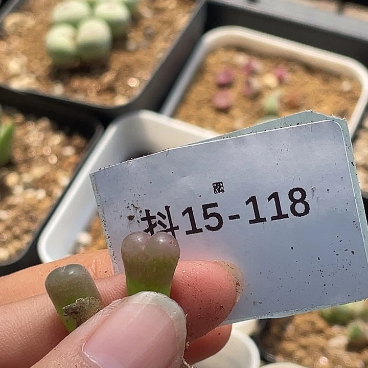 阿***林15-118肉锥多肉植物