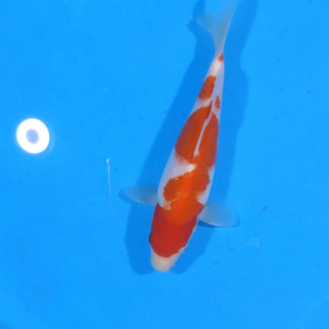 锦鲤21公分手术过不寄养后天发出