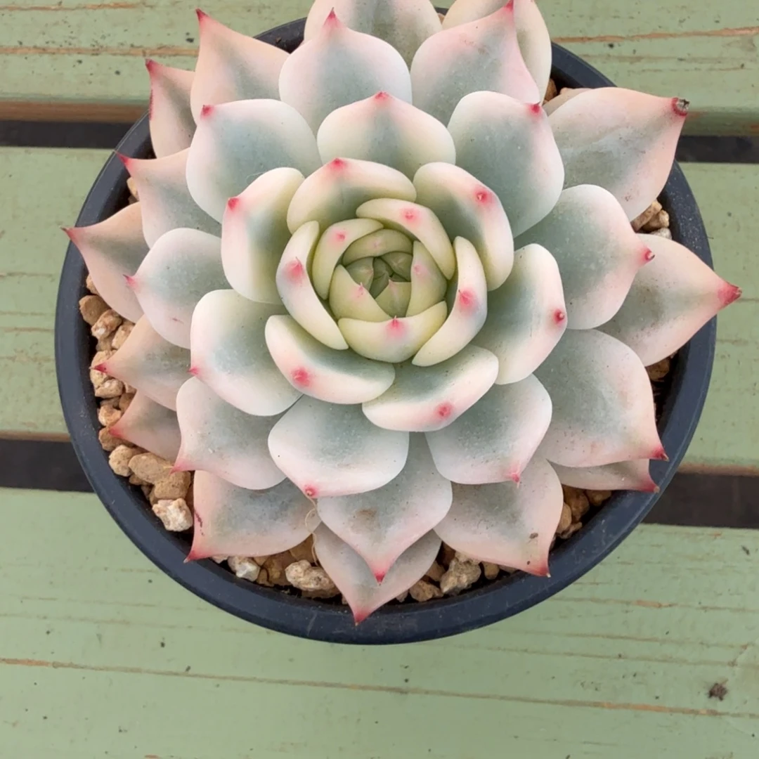 笑***～吉娃娃宽锦锦上园艺一物一拍