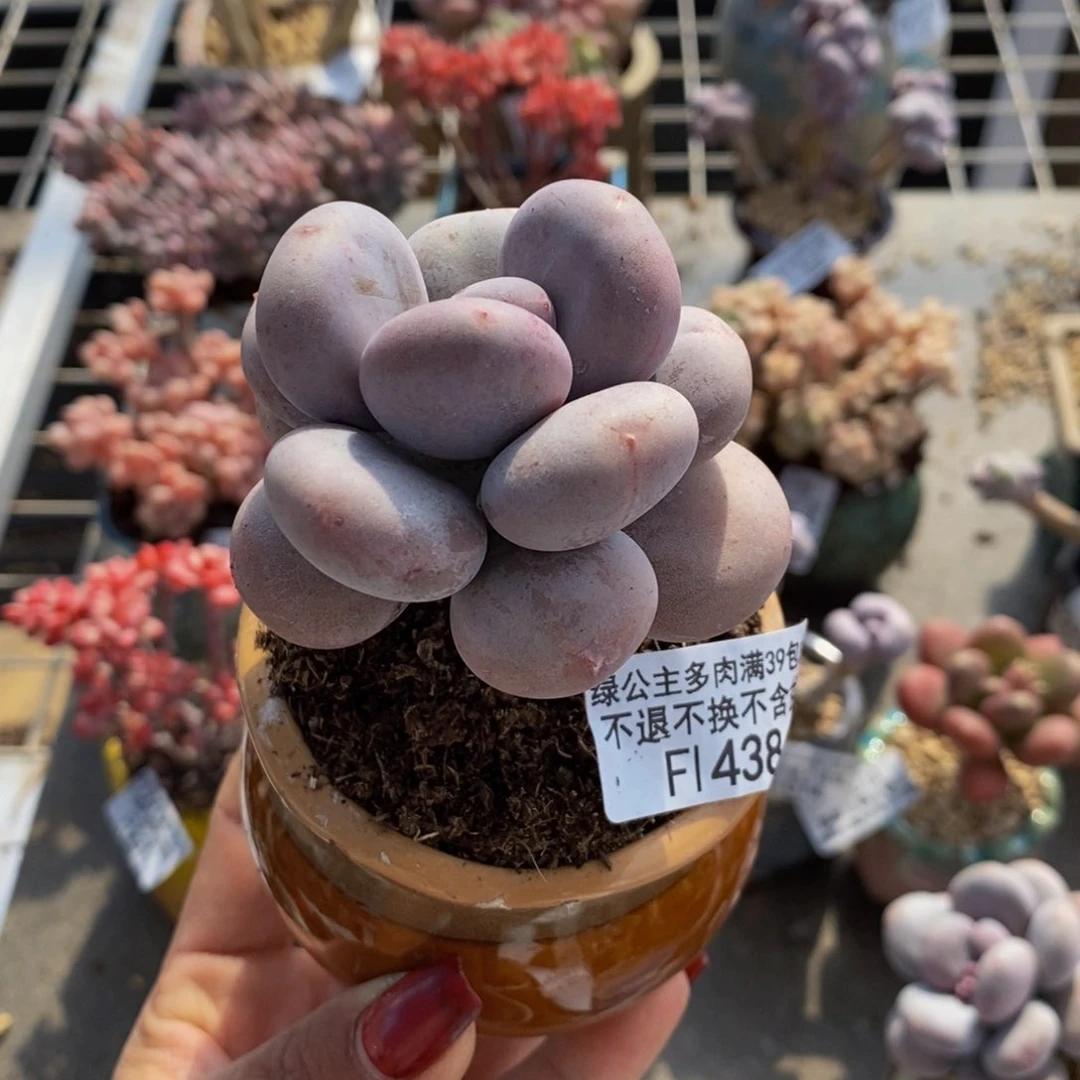 大叶奶酪438/6c m