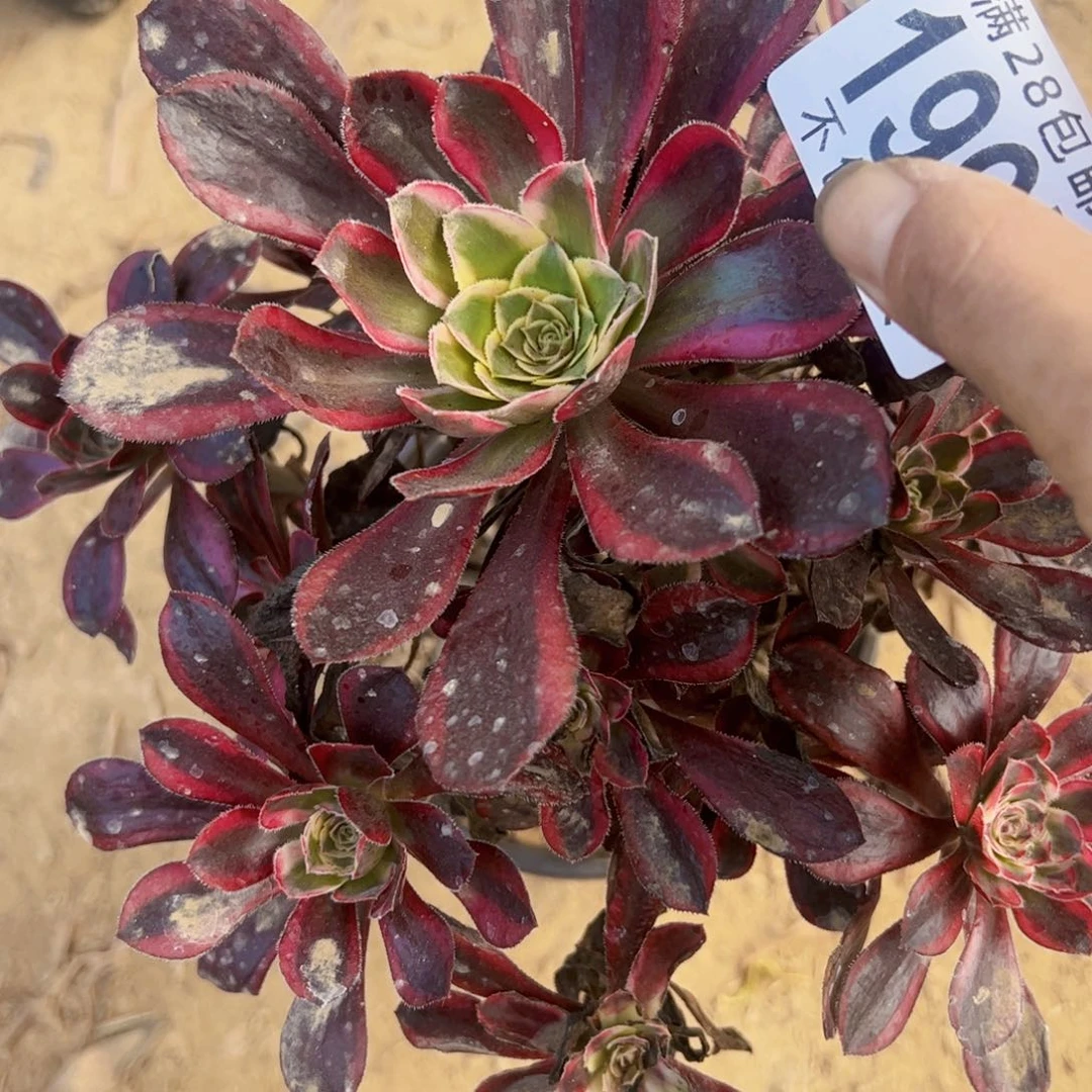 丽娜多肉植物法师1997