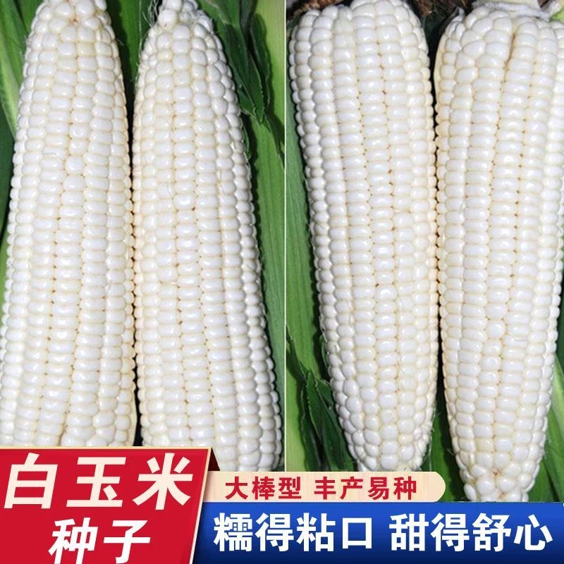 甜糯白糯玉米种子早熟高产四季播白玉米农家庭院甜加蔬菜水果种籽
