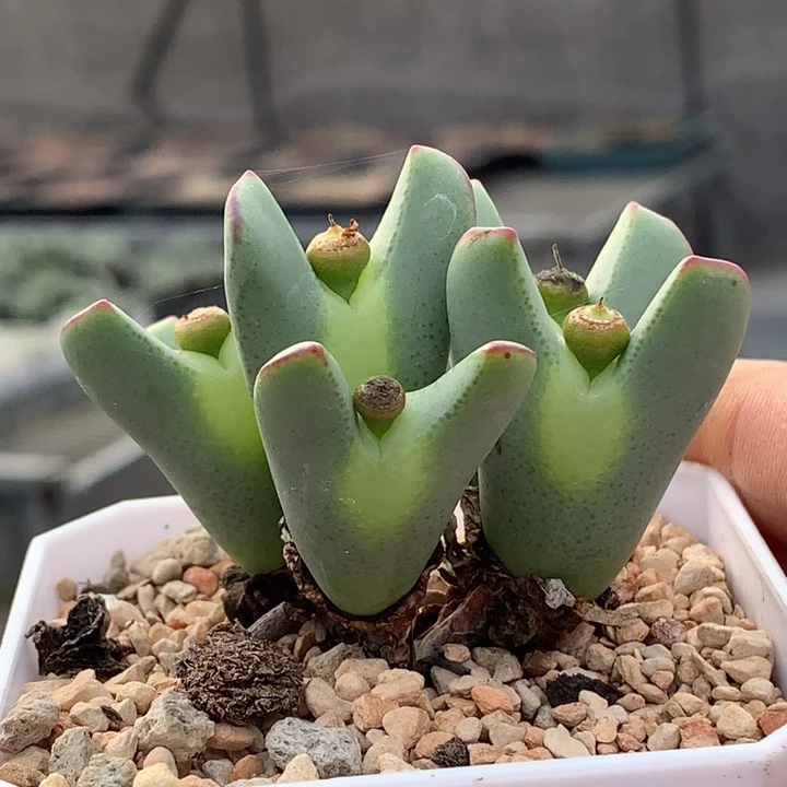 精品多肉植物超级大眼睛