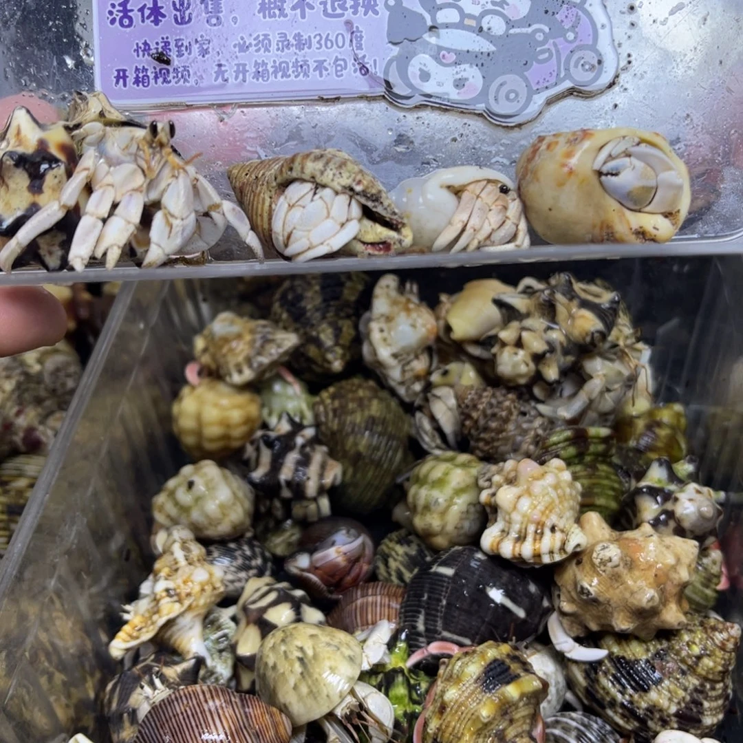 马鲁古岛灰白寄居蟹包活到家