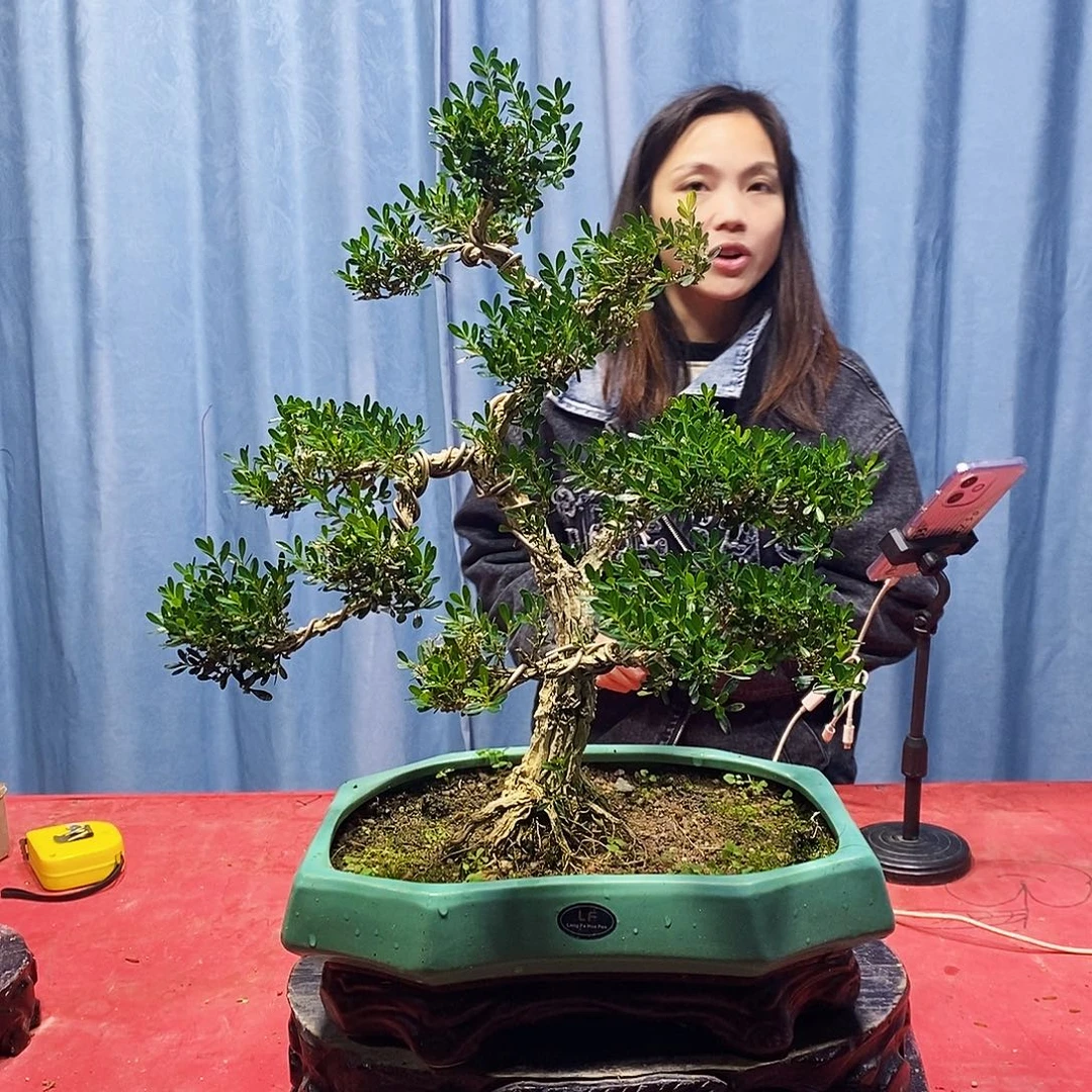 完全开放广东黄杨盆景