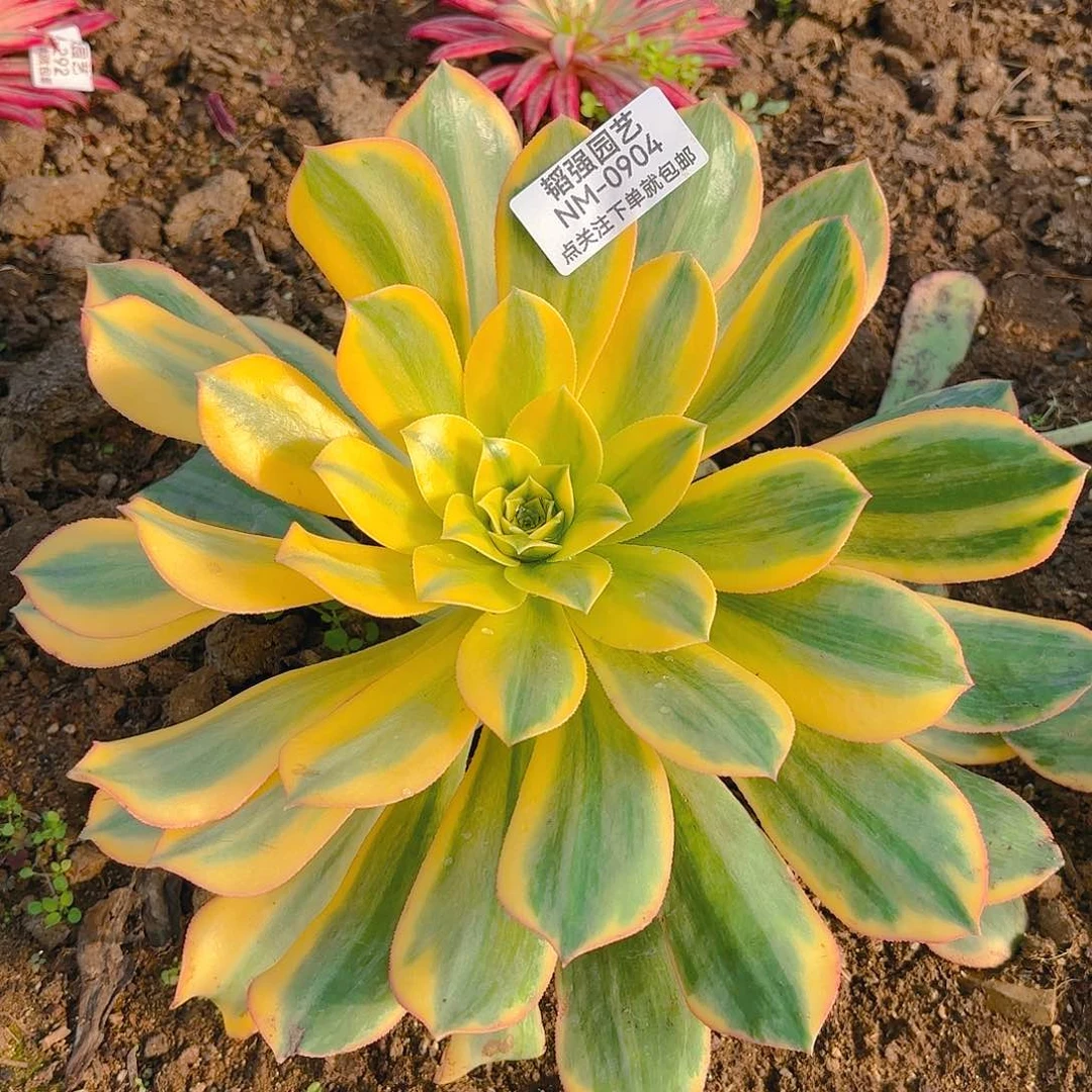 黄龙多肉植物904