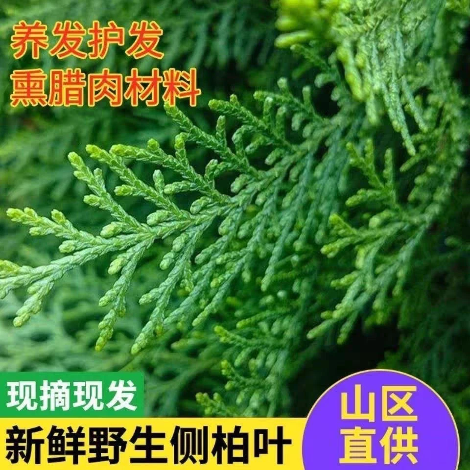 (柏瑶艾堂)天然现摘新鲜侧柏叶泰山野生侧柏叶扁柏叶
