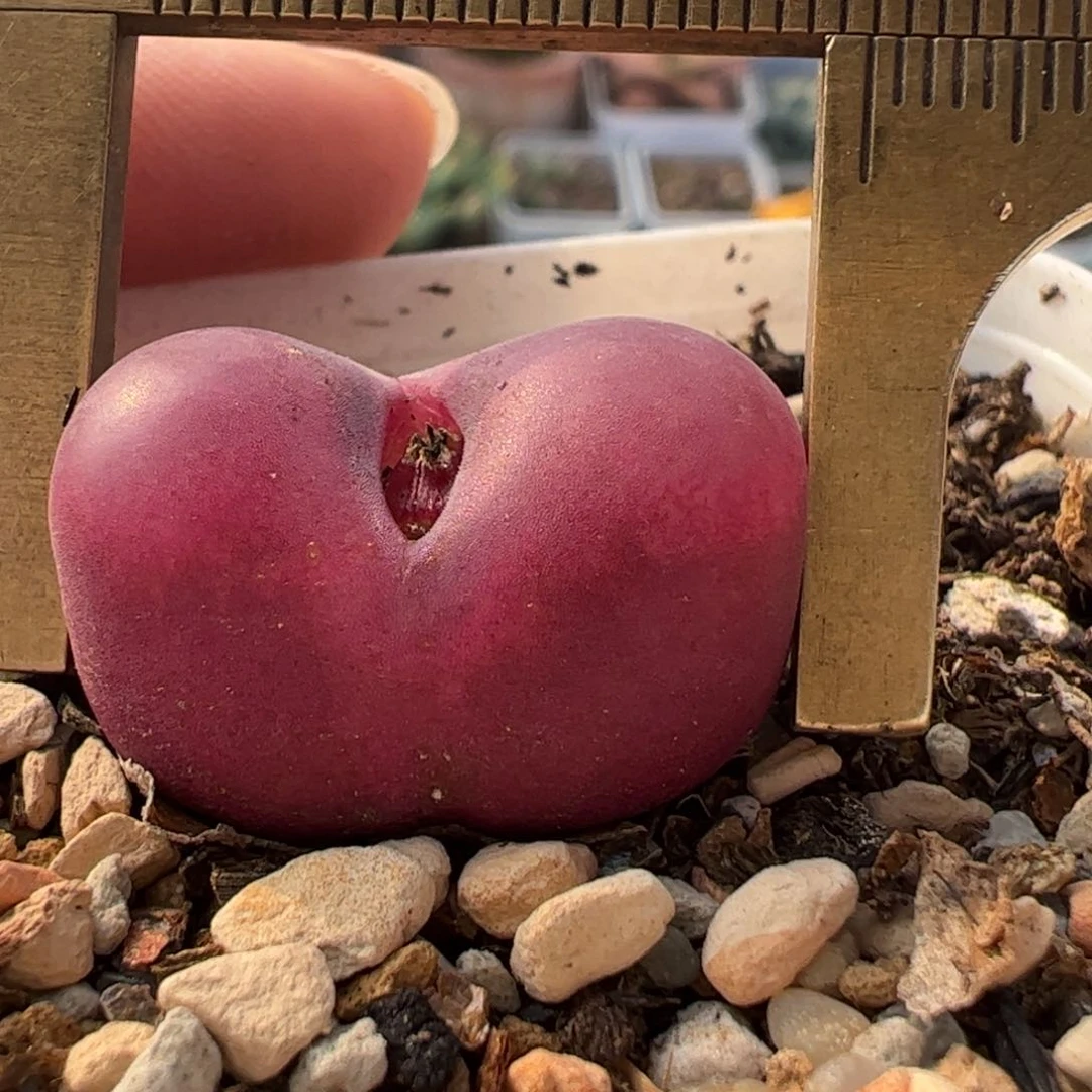 超级黑紫毛多肉植物百科