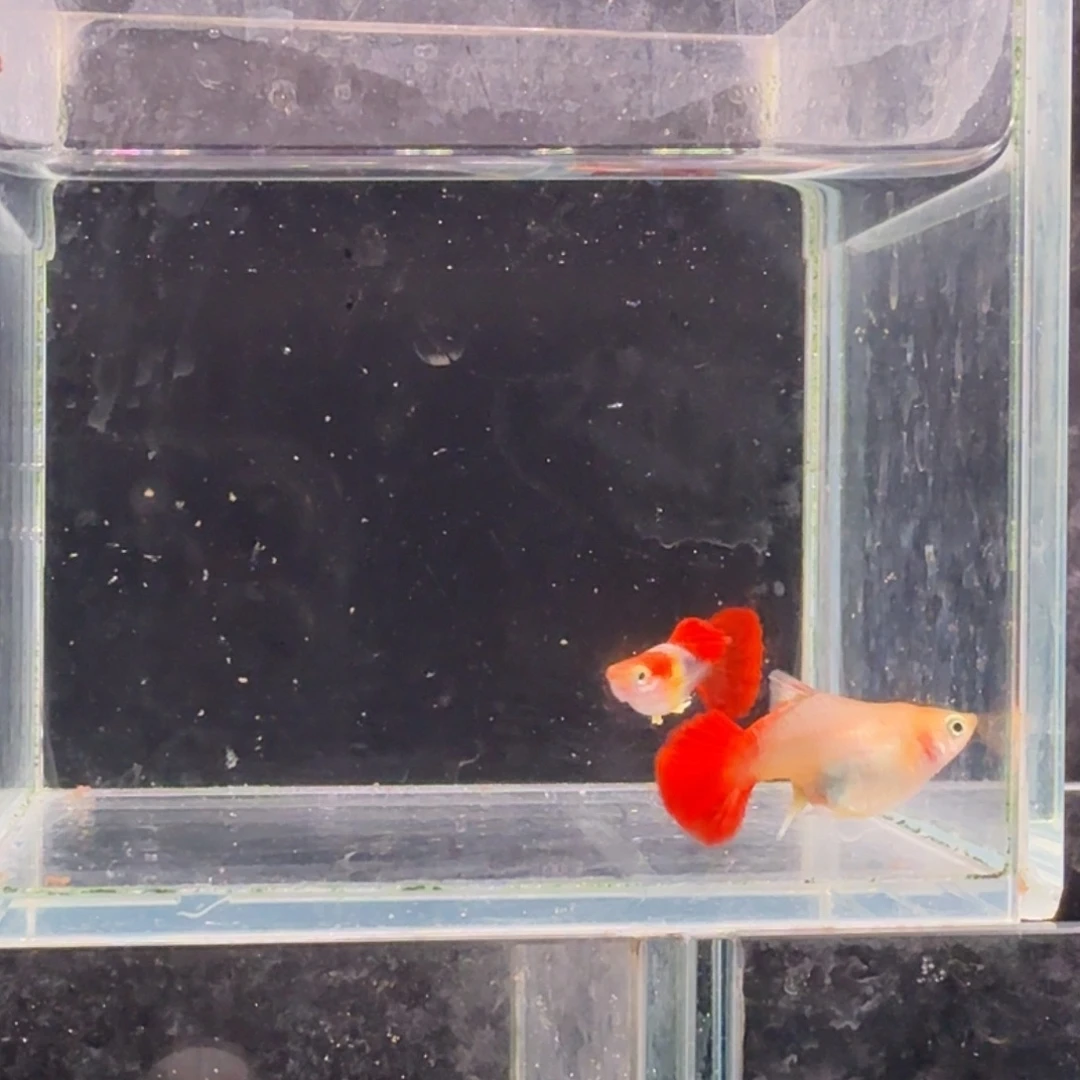 孔雀鱼黄爆球1对孔雀鱼