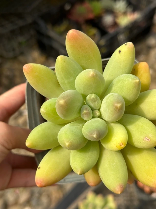 扶摇果、暗纹芒果、x系列源头基地 美观多肉植物 满16.8元包邮