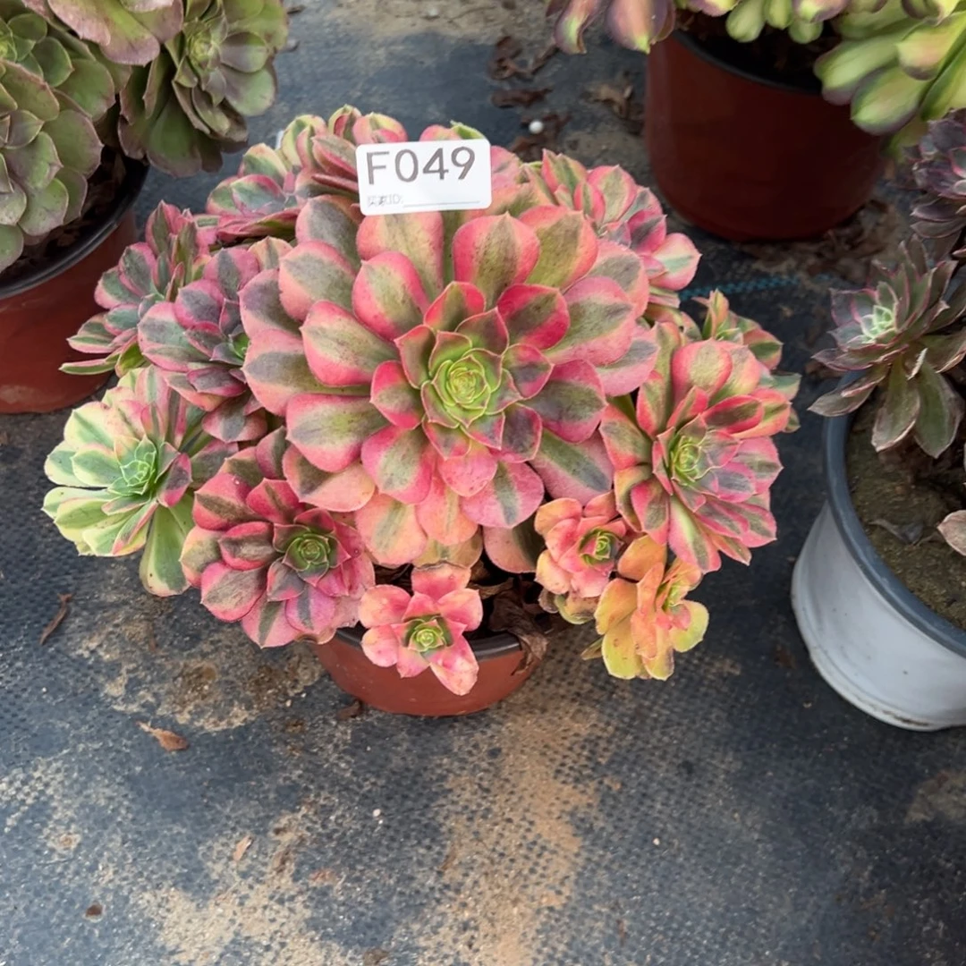 049雨荷多肉植物法师多肉