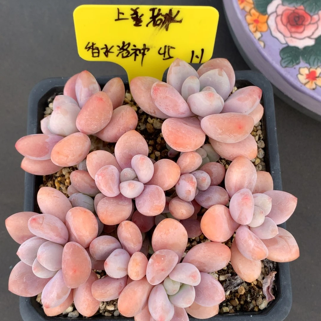 上***1我们家的小姐姐们都